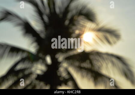 Sfocata albero di cocco e lo sfondo di Sun Foto Stock