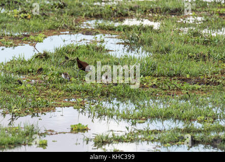 Jacana africana (Actophilornis africanus) con due piccoli pulcini Foto Stock