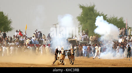 Pakistan rurale, l'emozione e il pageantry toro corsa. Uomini precariamente di bilanciamento su una slitta di legno di gara una coppia di tori. Foto Stock