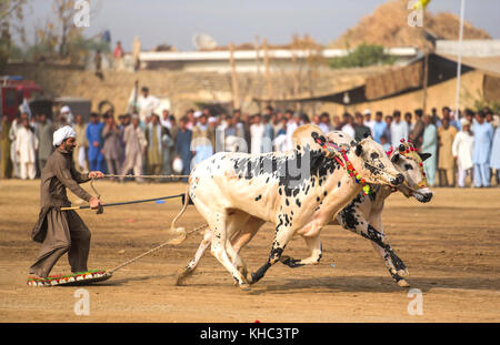 Pakistan rurale, l'emozione e il pageantry toro corsa. Uomini precariamente di bilanciamento su una slitta di legno di gara una coppia di tori. Foto Stock