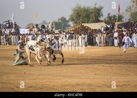 Pakistan rurale, l'emozione e il pageantry toro corsa. Uomini precariamente di bilanciamento su una slitta di legno di gara una coppia di tori. Foto Stock