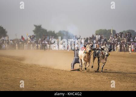 Pakistan rurale, l'emozione e il pageantry toro corsa. Uomini precariamente di bilanciamento su una slitta di legno di gara una coppia di tori. Foto Stock