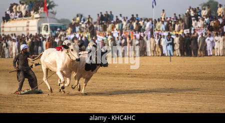 Pakistan rurale, l'emozione e il pageantry toro corsa. Uomini precariamente di bilanciamento su una slitta di legno di gara una coppia di tori. Foto Stock