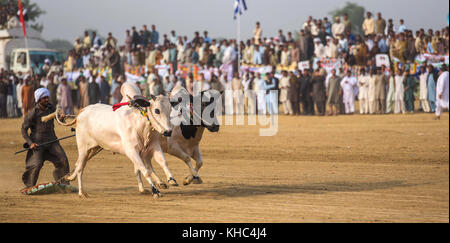 Pakistan rurale, l'emozione e il pageantry toro corsa. Uomini precariamente di bilanciamento su una slitta di legno di gara una coppia di tori. Foto Stock