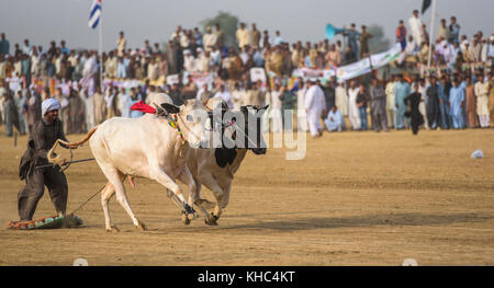 Pakistan rurale, l'emozione e il pageantry toro corsa. Uomini precariamente di bilanciamento su una slitta di legno di gara una coppia di tori. Foto Stock