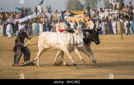 Pakistan rurale, l'emozione e il pageantry toro corsa. Uomini precariamente di bilanciamento su una slitta di legno di gara una coppia di tori. Foto Stock