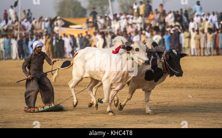 Pakistan rurale, l'emozione e il pageantry toro corsa. Uomini precariamente di bilanciamento su una slitta di legno di gara una coppia di tori. Foto Stock