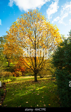 Wakehurst Place. Giardini maestosi con colori oro e rosso autunnali. Lago. Cammina. Sala da tè. Ristorante. Grandi alberi. Viste raffinate. Kew. NAT Trust. Foto Stock