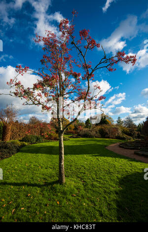 Wakehurst Place. Giardini maestosi con colori oro e rosso autunnali. Lago. Cammina. Sala da tè. Ristorante. Grandi alberi. Viste raffinate. Kew. NAT Trust. Foto Stock