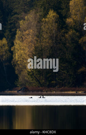 Arctic loon / nero throated loon ( gavia arctica ), piccolo gruppo, flock, corteggiare sul lago calmo, bella colorazione foglia, in primavera, in Scandinavia. Foto Stock