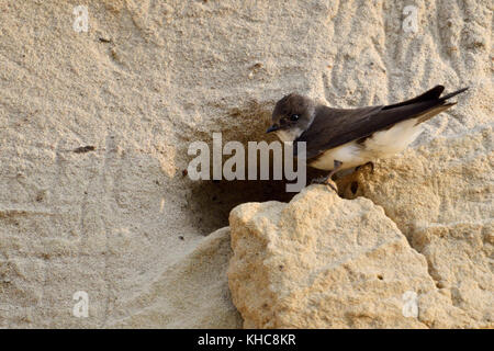 Sand Martin / Bank Swallow ( Riparia riparia) in piedi su una piccola sporgenza di fronte al suo buco nido in una scogliera di sabbia di una riva del fiume, Europa. Foto Stock