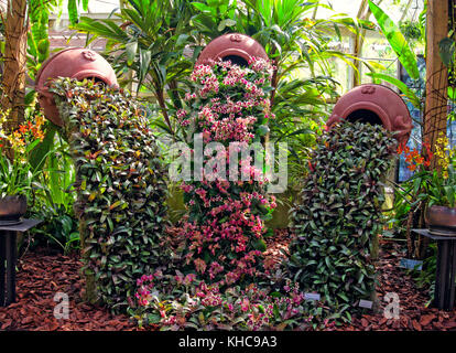Una vibrante serra interna ai giardini botanici Marie Selby di Sarasota, presenta una lussureggiante disposizione di epifiti tropicali e un'esotica esposizione floreale Foto Stock