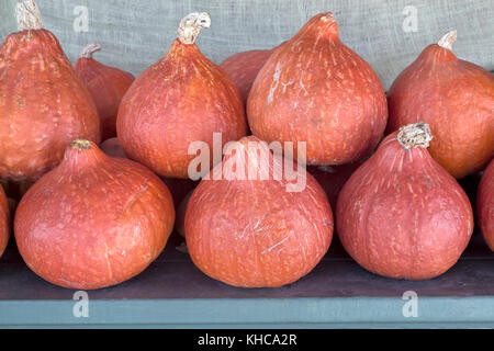 Raccolte Red Kuri "zucca cucurbita maxima'. Foto Stock