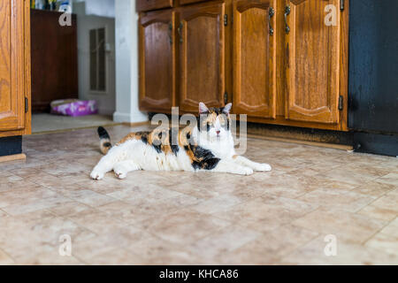 Fame calico Gatto sdraiato sul pavimento della cucina da apparati sporchi e armadi Foto Stock