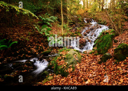 Cascata del flusso attraverso il bosco in autunno a miller terreno vicino a Windermere nel parco nazionale del distretto dei laghi Foto Stock