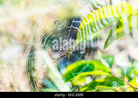 Macro closeup di nero e giallo giardino nastrati spider con web in verde all'aperto che mostra il dettaglio e texture Foto Stock