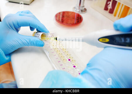 Scienziato o assistente di laboratorio con una pipetta o con erogatore nelle mani di un laboratorio batteriologico Foto Stock