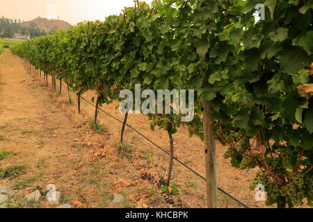 Il Cedar Creek Winery, West Kelowna, Okanagan Valley, British Columbia, Canada Foto Stock