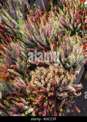 Impianto di Heather - Erica x darleyensis Kramer Red tarda fioritura piante perenni , piante perenni, del Giardinaggio Orticoltura Foto Stock