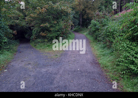 Due percorso nel bosco,l'Irlanda del nord Foto Stock