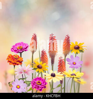 Varietà di fiori colorati in giardino Foto Stock