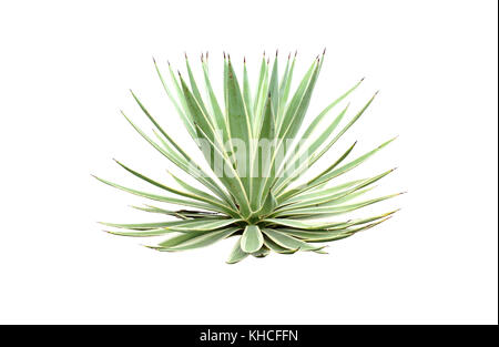 A fianco di verde Agave angustifolia (Marginata) isolato su sfondo bianco con percorso di clipping. Foto Stock