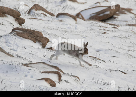 La lepre bianca vicino, Lepus timidus, su una montagna in cairngorm Parco Nazionale di Scozia durante l'estate, autunno, inverno, primavera Foto Stock