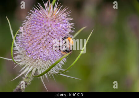 Un'ape bumble seduta su un Teasel, che si nutre del polline che si siede sulle antere viola. Foto Stock