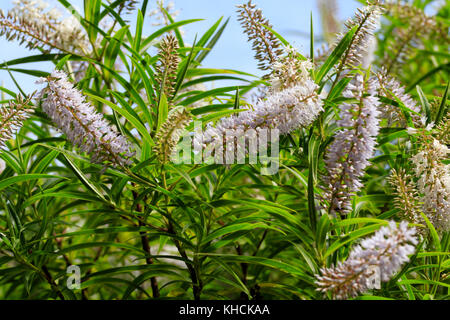 Entro l'estate dei fiori di hardy evergreen willow lasciarono hebe, Hebe salicifolia Foto Stock