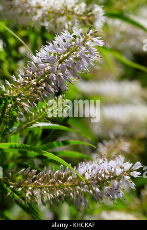 Entro l'estate dei fiori di hardy evergreen willow lasciarono hebe, Hebe salicifolia Foto Stock