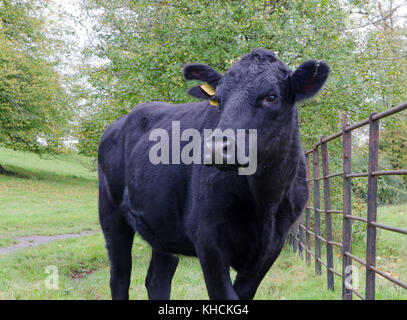 mucca nera Foto Stock