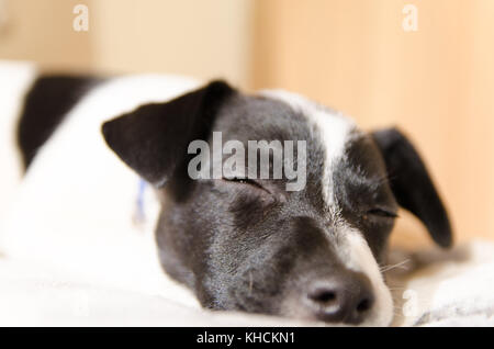 Jack Russell cucciolo addormentato veloce e sognare sul letto Foto Stock