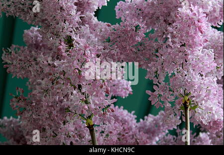 Fioriture di lilla. un bel mazzo di lillà closeup. Foto Stock