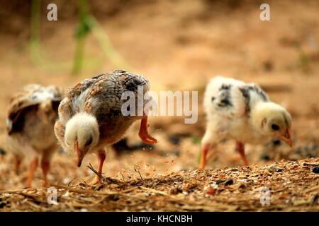 Pollo prima lezione-search per il cereale o un bug !! Foto Stock