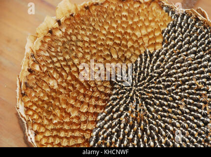 Un primo piano dei semi bianchi e neri nella testa essiccata di un girasole. La testa del fiore è stata parzialmente deseminata. Italia nord-orientale Foto Stock