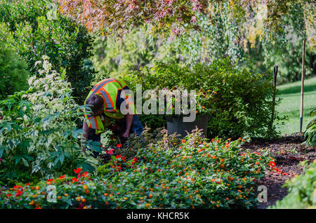 Il giardiniere del parco della città in un giubbotto di sicurezza e guanti sbarcati bulbi di tulipani nel terreno e coltivati nel terreno Foto Stock
