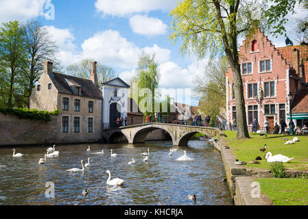 Bruges, Belgio - 17 aprile 2017: cigni nel lago di amore in Bruges, canale vista panoramica vicino begijnhof Foto Stock