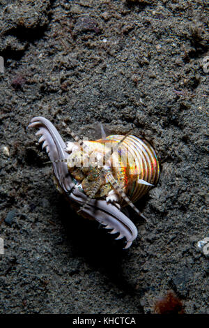 Bobbit worm strana creatura del mare in attesa int egli sabbia Foto Stock