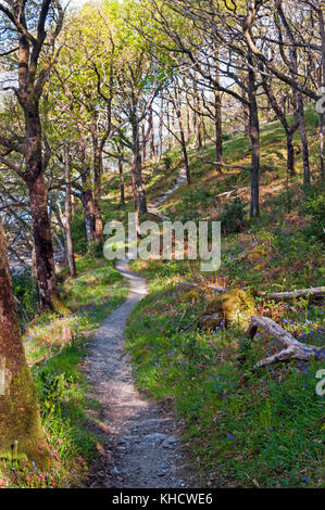 West Highland Way trail lungo Loch Lomond, Scozia Foto Stock