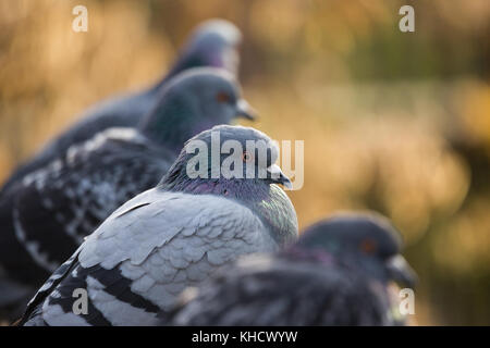 Rock colombe a London Wetland Centre Foto Stock