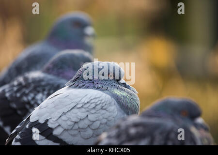 Rock colombe a London Wetland Centre Foto Stock