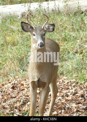 Il white-tailed deer, noto anche come il culbianco o Virginia cervi, è di medie dimensioni con i cervi nativa per gli Stati Uniti, il Canada e il Messico Foto Stock