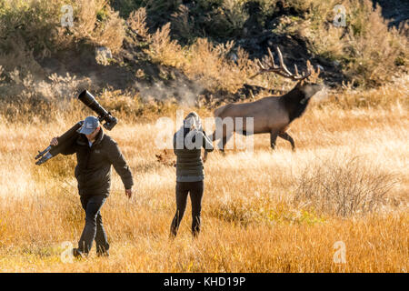 Elk/Wapiti bull e fotografi durante la routine annuale nel Parco Nazionale di Jasper, Alberta.Canada Foto Stock