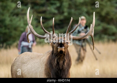 Elk/Wapiti bull e fotografi durante la routine annuale nel Parco Nazionale di Jasper, Alberta.Canada Foto Stock