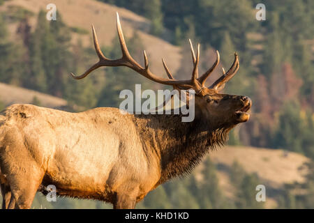 Elk/Wapiti bull e fotografi durante la routine annuale nel Parco Nazionale di Jasper, Alberta.Canada Foto Stock