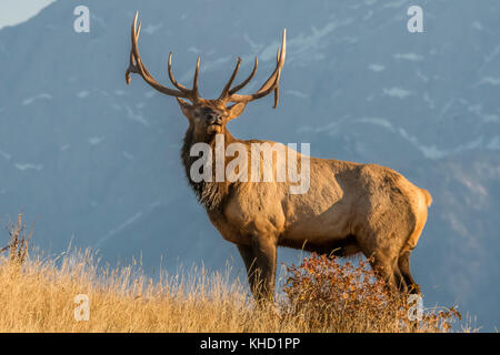 Elk/Wapiti bull e fotografi durante la routine annuale nel Parco Nazionale di Jasper, Alberta.Canada Foto Stock