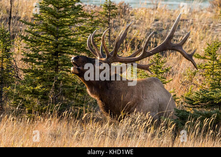 Elk/Wapiti bull e fotografi durante la routine annuale nel Parco Nazionale di Jasper, Alberta.Canada Foto Stock