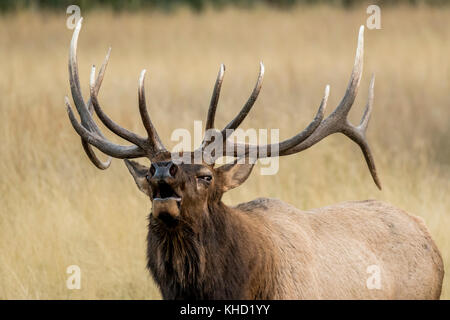 Elk/Wapiti bull e fotografi durante la routine annuale nel Parco Nazionale di Jasper, Alberta.Canada Foto Stock