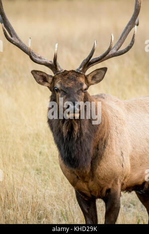 Elk/Wapiti bull e fotografi durante la routine annuale nel Parco Nazionale di Jasper, Alberta.Canada Foto Stock