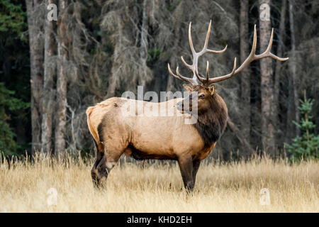 Elk/Wapiti bull e fotografi durante la routine annuale nel Parco Nazionale di Jasper, Alberta.Canada Foto Stock